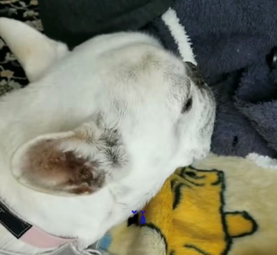 横を向く犬