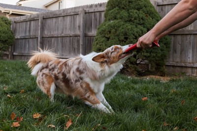 引っ張り合いっこをする犬