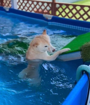 動けない白い犬