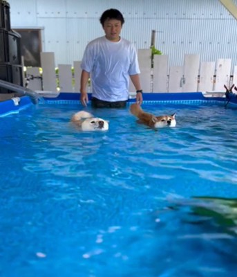 泳ぐ2匹の犬1