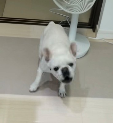吠える犬