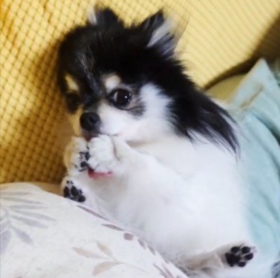 小動物