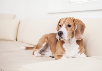 ソファの上に座る犬
