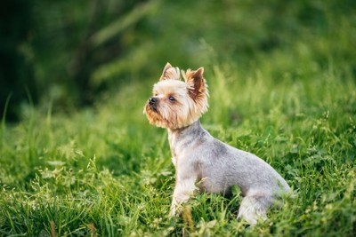 サマーカットにした犬