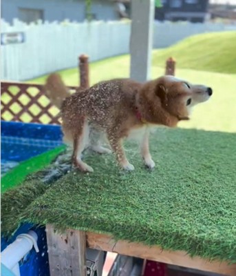 茶色の犬