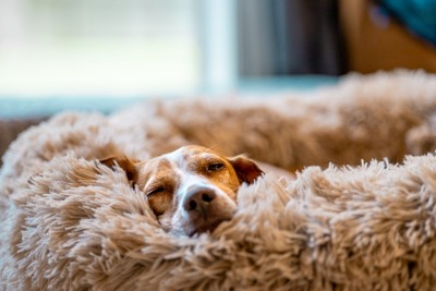 ベッドからこちらを見つめる犬