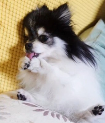ポメラニアン