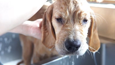 るこる君の初シャンプー9