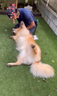 そら君と植木屋さんのふれあい7