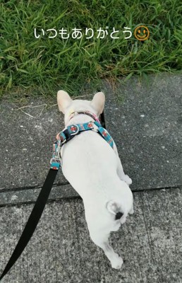 道端を歩く犬
