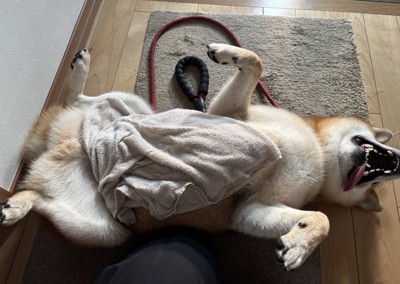 柴犬