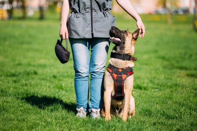 人の横について座る犬、アイコンタクト