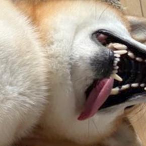 散歩から帰ってきた犬の足を拭こうとしたら…とんでもなく豪快な『まさかの態度』に2万1000いいね「可愛すぎるｗｗ」「のぼせた人」と爆笑