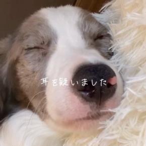 『気になっていた犬の家族が決まった』と思っていたら、キャンセルの連絡をもらい…素敵すぎる『お迎えの経緯』と現在の光景が215万再生の反響