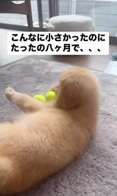ビビちゃんの成長3