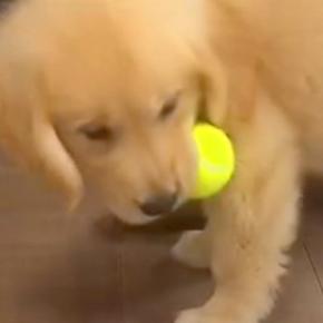 ぬいぐるみのように小さかった赤ちゃん犬→たった8ヵ月で…衝撃の成長を遂げた『現在の光景』が44万再生「行動は変わってないのｗ」と絶賛