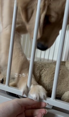 自分の手を出す！