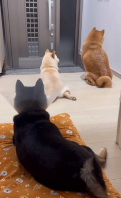 横を向く2匹