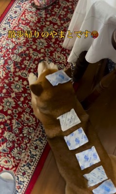 お散歩後のやまと君