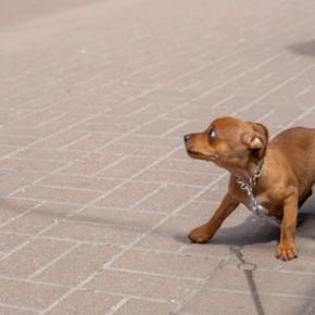 『犬を怖がらせてしまう人』に共通する特徴6つ　怯えてしまう理由から仲良くなるためのコツまで