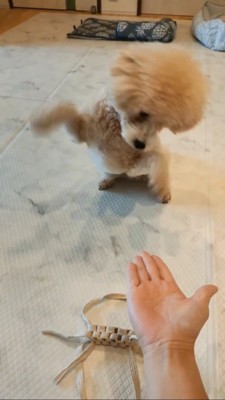 両手をM字に広げるトイプー