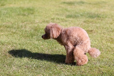 うんちする犬