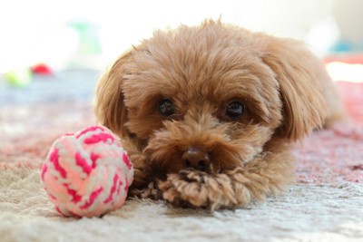 おもちゃのそばで休むトイプードル