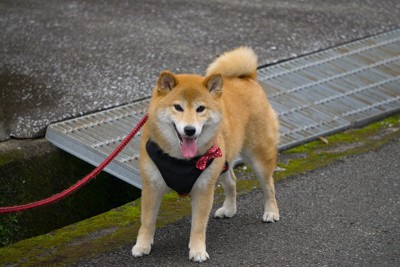 柴犬の背後にグレーチング