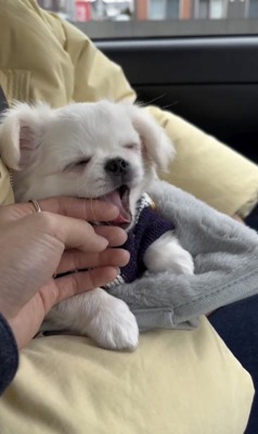 カプッ