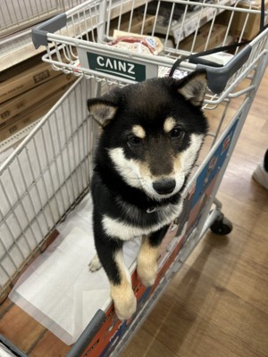 柴犬