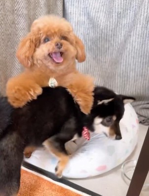 もっちゃん＆ふーちゃんのハウス9