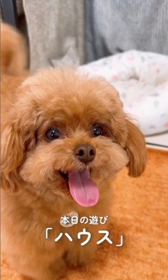 もっちゃん＆ふーちゃんのハウス