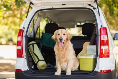 車のトランクに座る犬