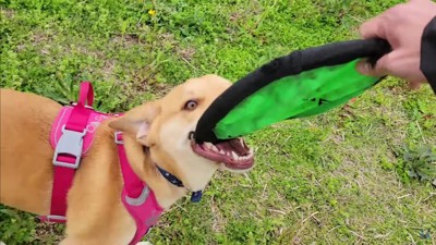 成長した子犬さん！！