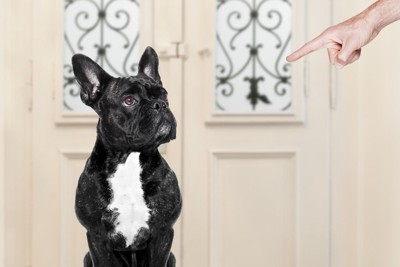 叱られている犬