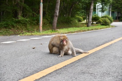 センターラインにサル二匹