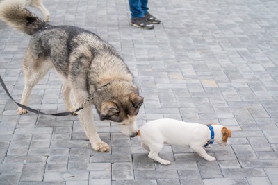 小型犬を嗅ぐ大型犬