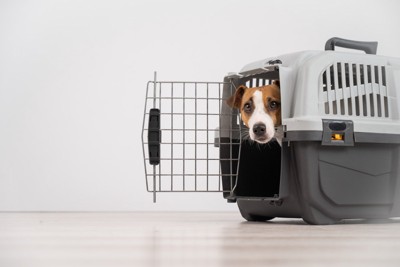 クレートから顔を出す犬