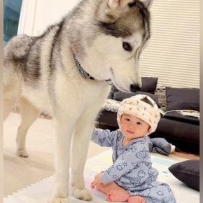 赤ちゃんが『ハスキー犬と遊びたい』とアピールした結果→もはや『本当の弟』のような光景が81万再生「なんて優しい世界」「癒された」と反響