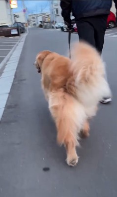 排水溝を愛するモッシュくん2