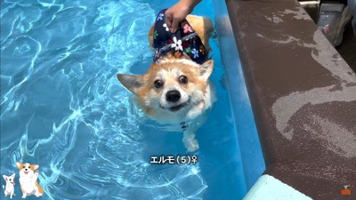 コーギーのスイミングスクール2