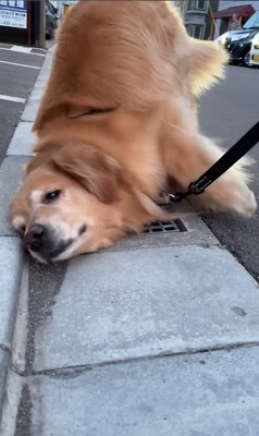 排水溝を愛するモッシュくん9