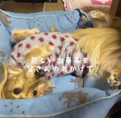 お腹を出して寝そべる犬