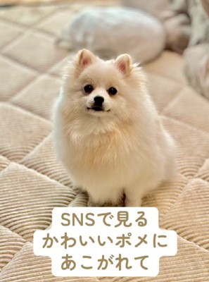 ポメラニアンのちくわちゃん