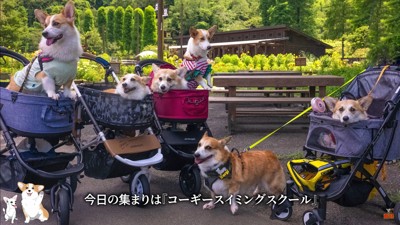 コーギーのスイミングスクール