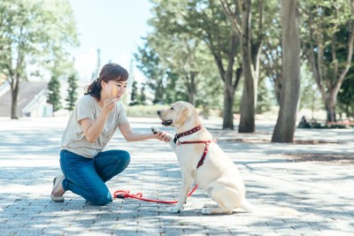 散歩コースでしつけをする女性とラブ