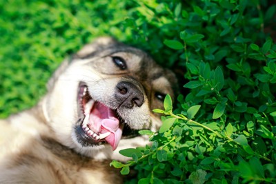 寝転ぶ犬