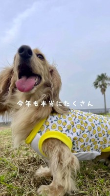 笑顔で空を見上げる犬