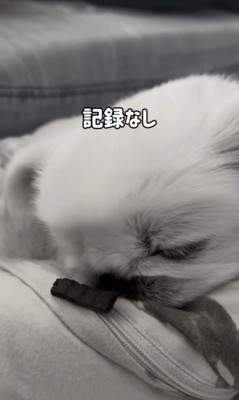 とうふくんの寝起き早食い選手権⑩