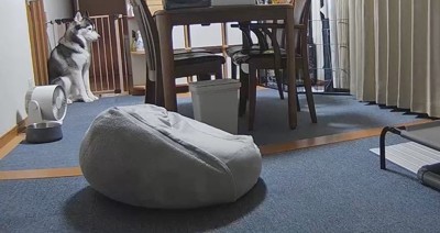 お留守番
